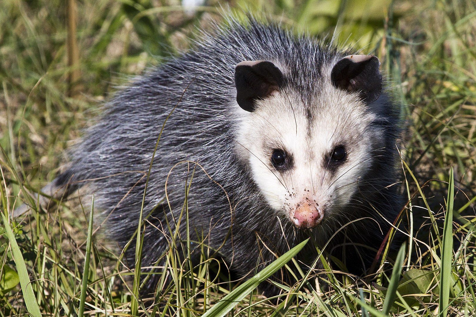 Серый четырёхглазый опоссум philander opossum