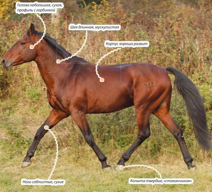 Стандарт породы кабардинская фрагмент. Кабардинская порода лошадей. Кабардинская гнедая. Кабардинская порода лошадей характеристика. Гнедые лошади Кабардинской породы.