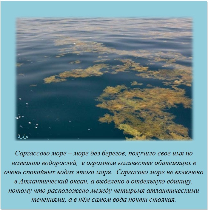 Саргассово море интересные факты фото