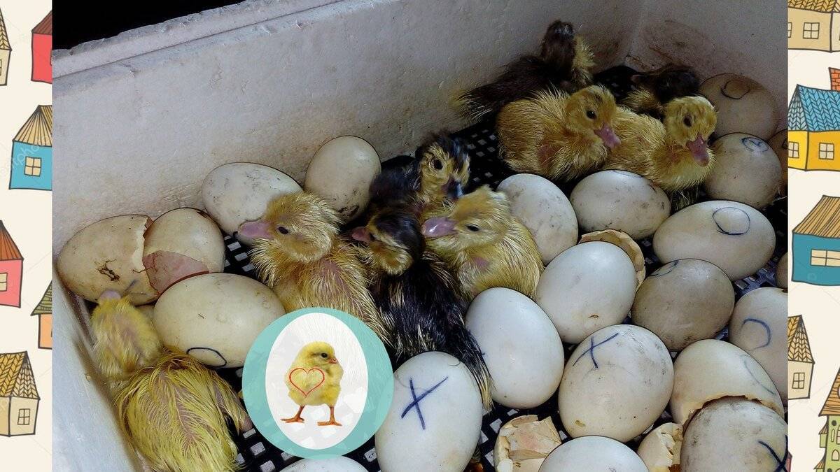 На какой день в яйце цыпленка. Квочка Брама с цыплятами. Вылупившиеся цыплята. Вылупливание цыплят. Цыплёнок вылупился из яйца.