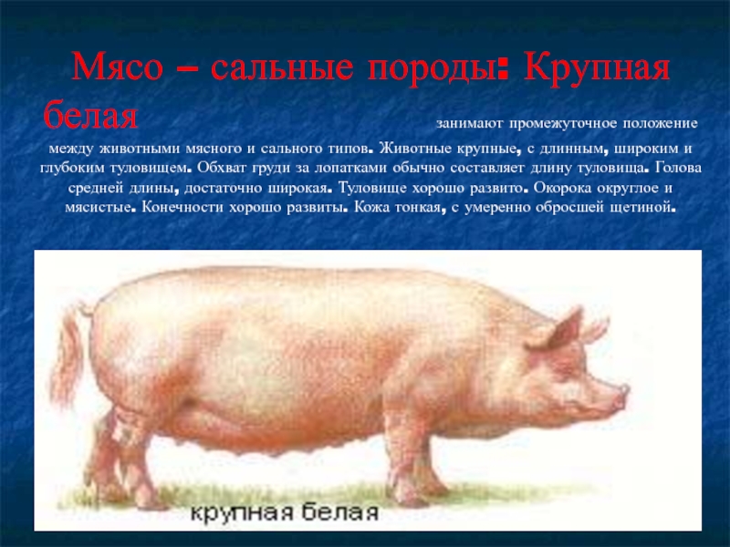 Крупная черная свинья: описание, характеристики и фото породы