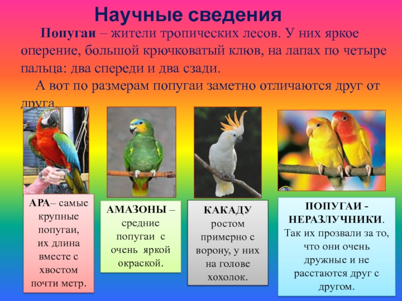 В зоопарке живут 5 видов попугаев. Попугаи виды и названия. Размеры попугаев в сравнении. Виды попугаев таблица. Виды и рпщмерв попугаев.