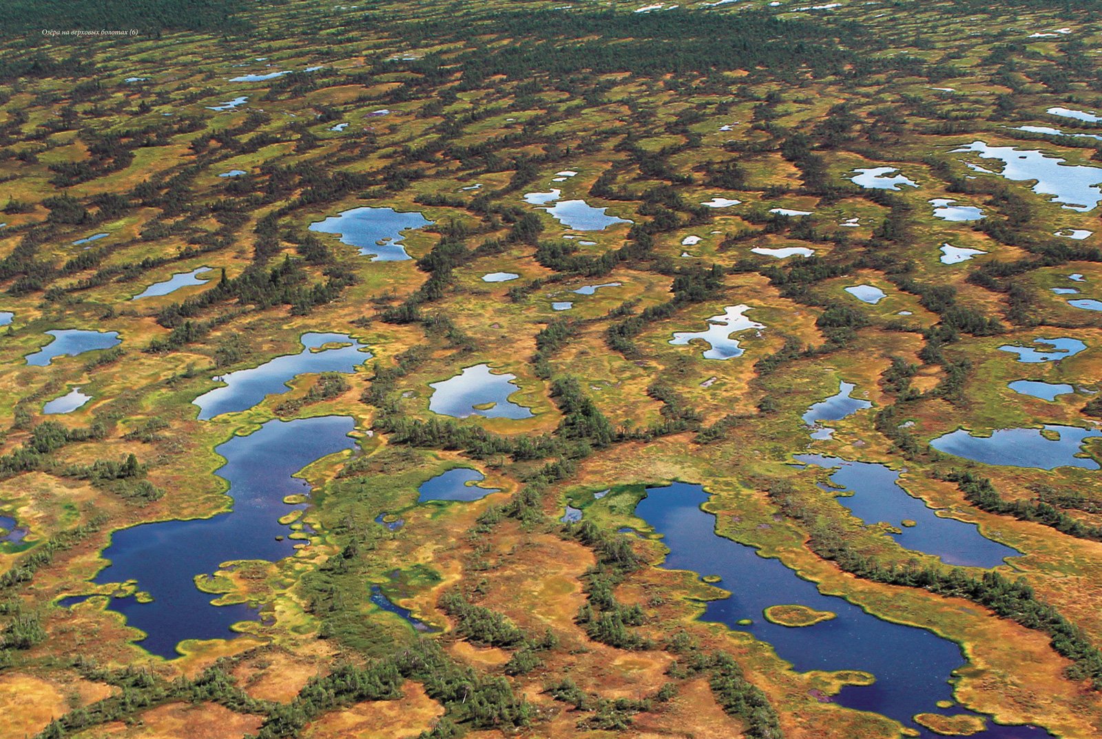 Российские болота. Западно Сибирская равнина Васюганское болото. Болото Васюганское болото. Васюганское болото заповедник. Васюганские болота, Сибирь.