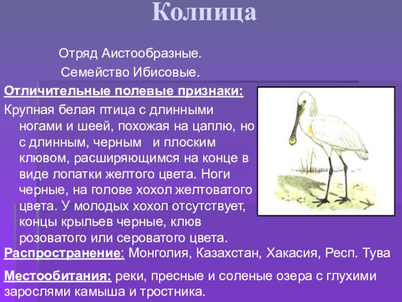 Колпица