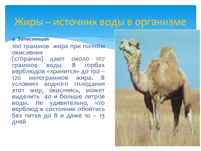 Верблюд - виды, фото, где живет, что едят, описание, размножение