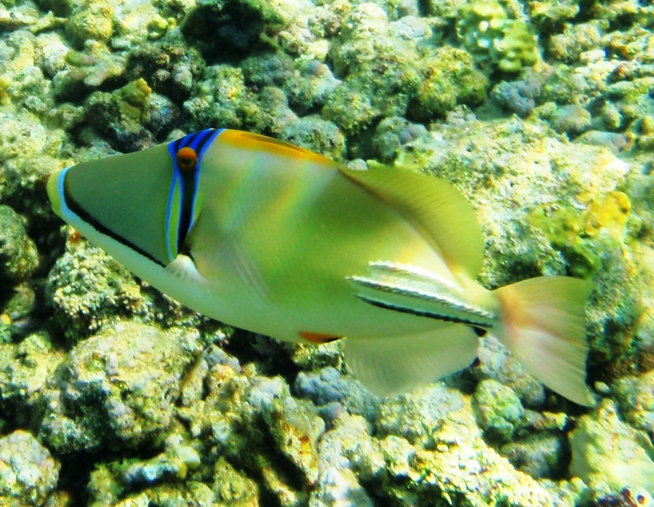Рыбки красного моря с названиями и фото