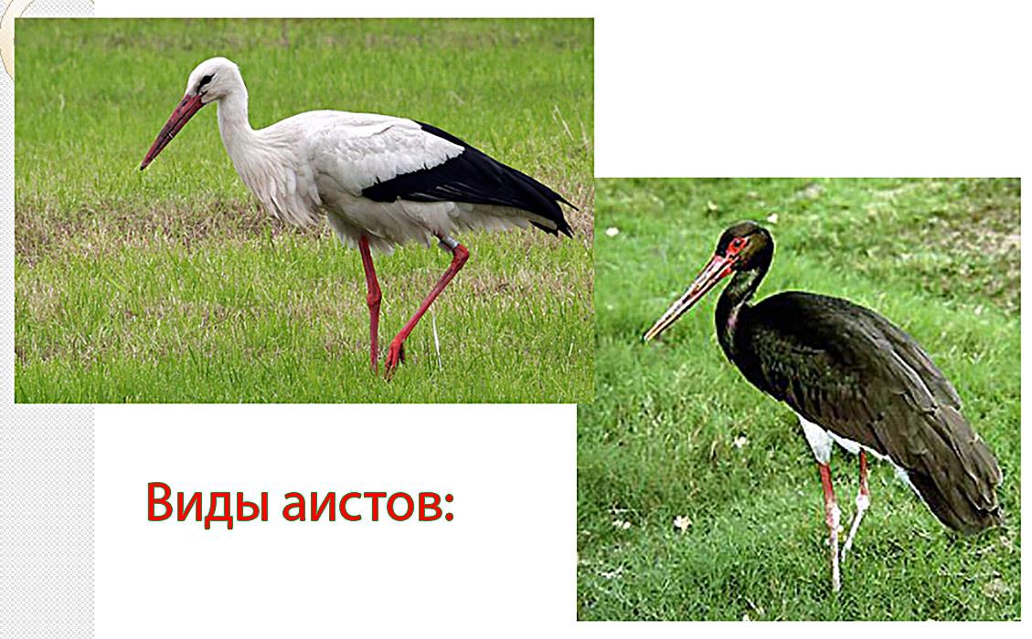 Дальневосточный белый аист — описание, ареал, среда обитание, размножение, питание, охранный статус, угрозы, защита, фото и видео