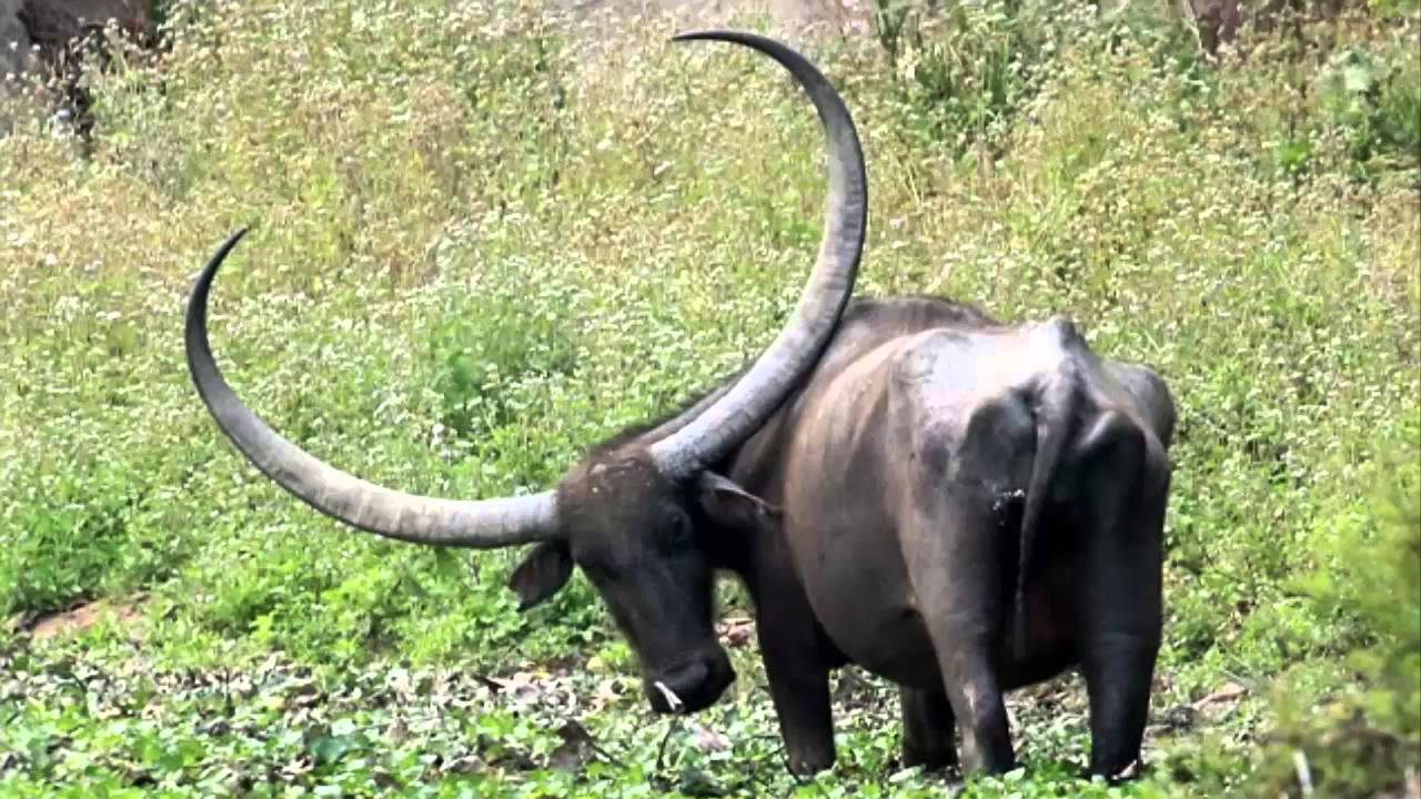 Буйвол животное. образ жизни и среда обитания буйвола
