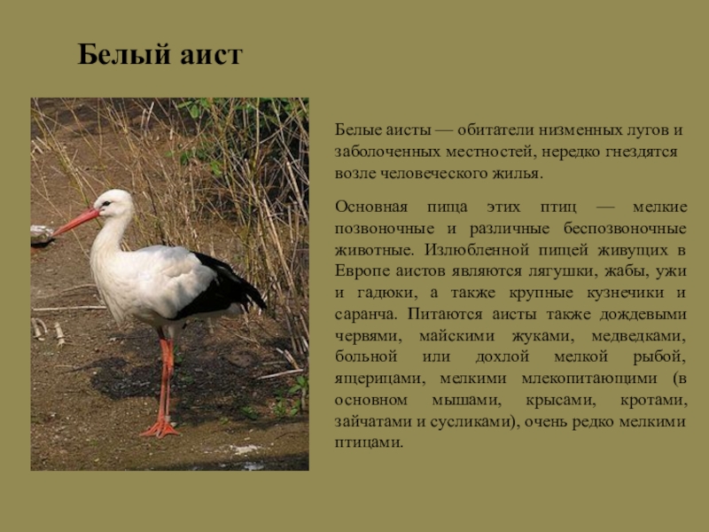 Дальневосточный аист презентация
