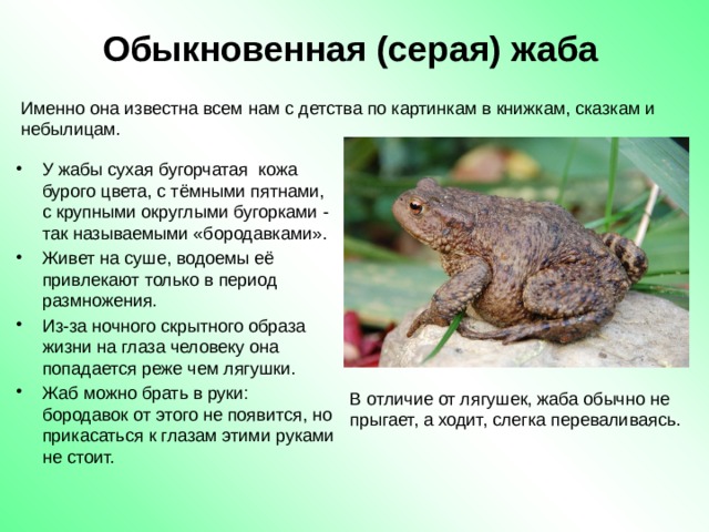 Развитие серой жабы. Серая жаба. Обыкновенная жаба. Обыкновенная серая жаба. Описание лягушки.