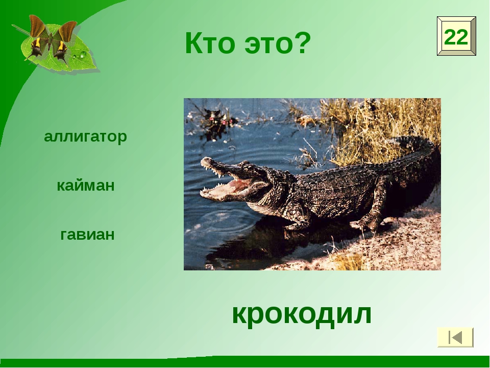 Среда обитания пресмыкающихся и млекопитающих. Крокодилы образ жизни. Презентация на тему крокодилы. Описание крокодила. Среда обитания крокодила.