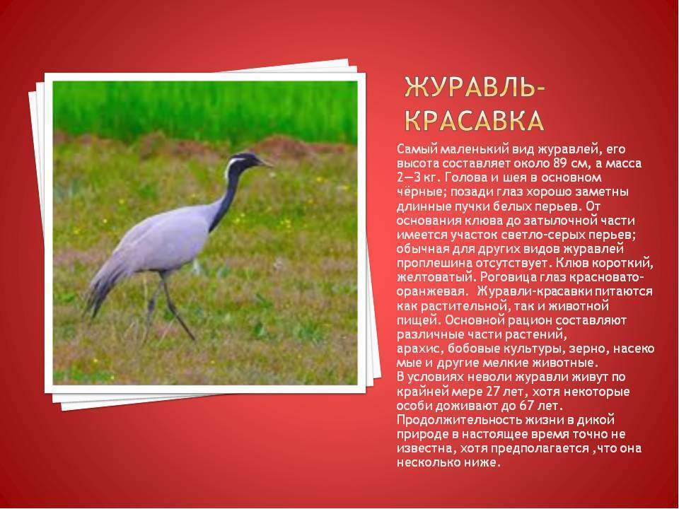 Зимние и зимующие птицы - подробные описания с 100 фото для детей и взрослых с особенностями