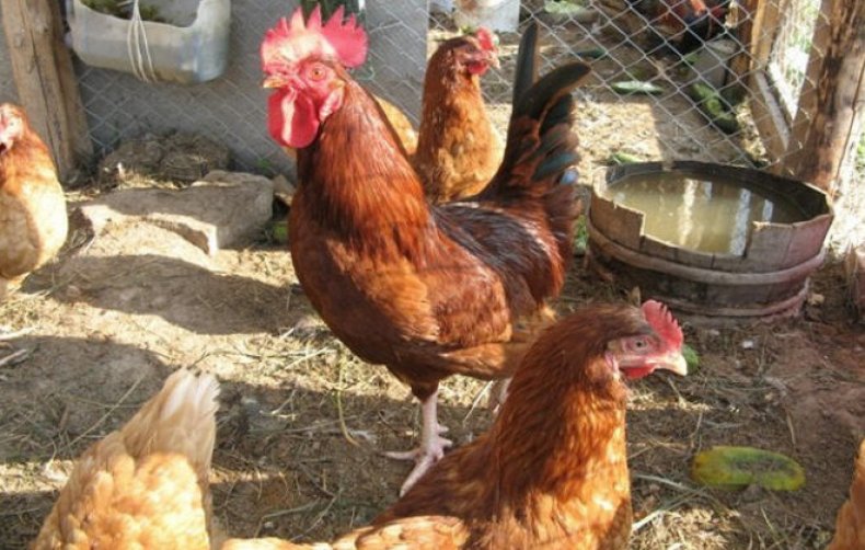Куры красная кубанская: описание и характеристики породы, содержание и уход