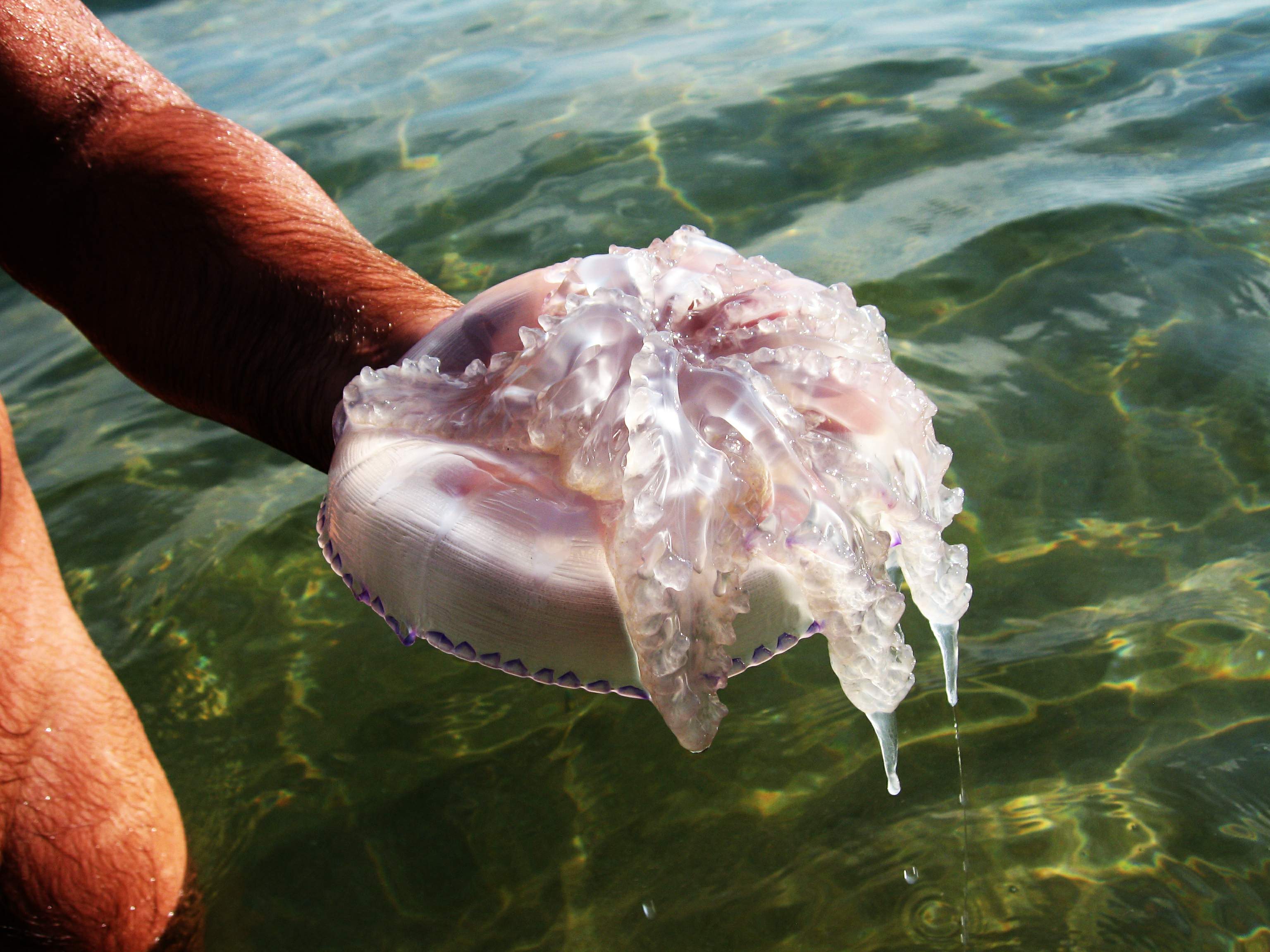 Чем опасны медузы. Медуза корнерот. Медуза корнерот в черном море. Корнерот (Rhizostoma Pulmo). Черноморская медуза корнерот.
