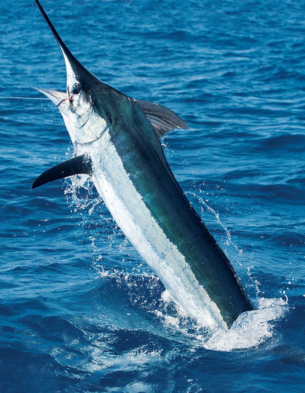 Рыба марлин: описание атлантического голубого, синего и черного вида, поведение в природе, охота на рыбу