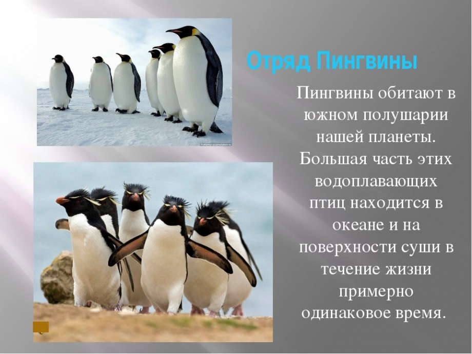 Проект по биологии 7 класс птицы пингвины