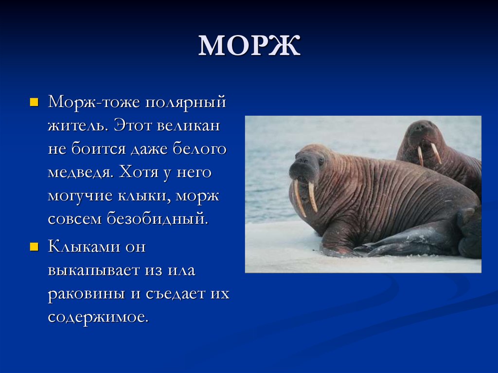 Презентация про моржа