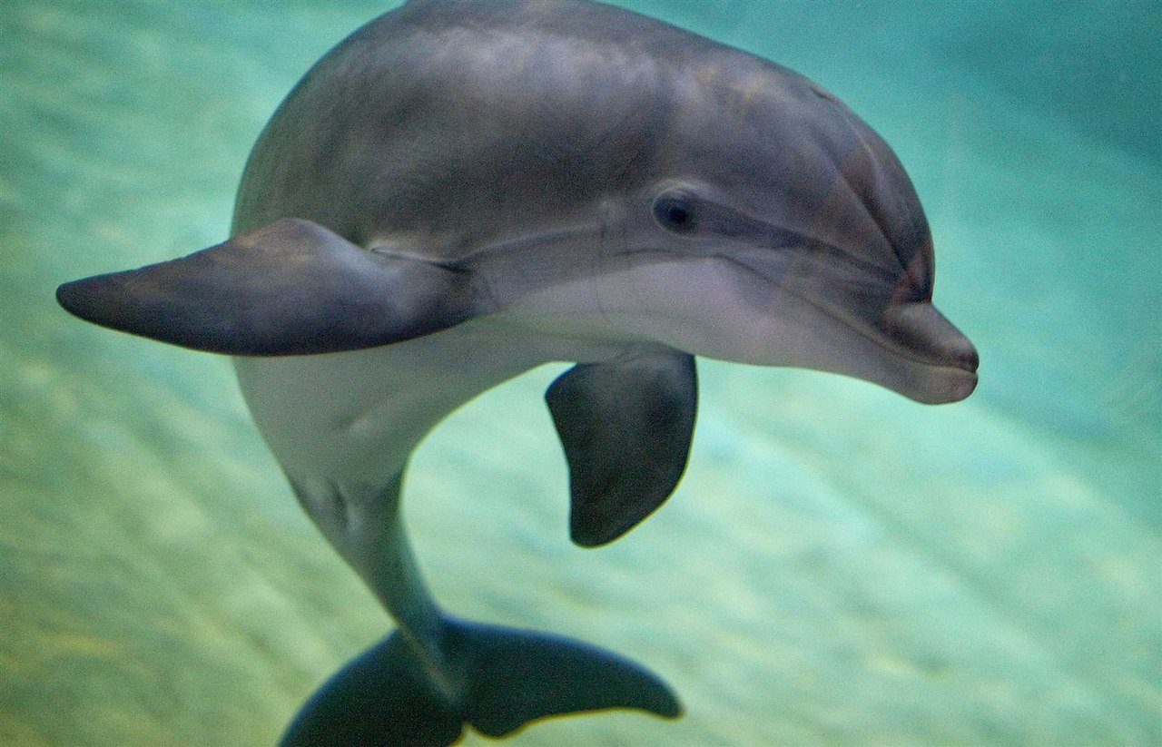 Дельфин афалина — его образ жизни и среда обитания
