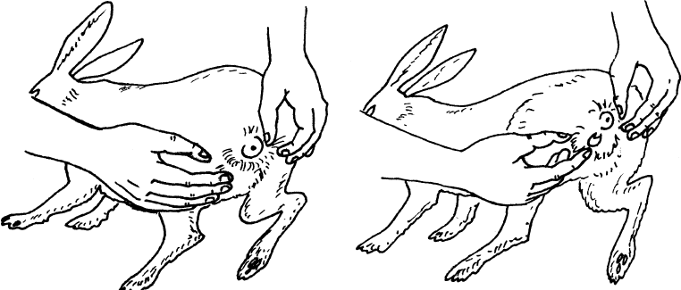 Как определить пол кролика: ? отличия по гениталиям, телосложению и поведению