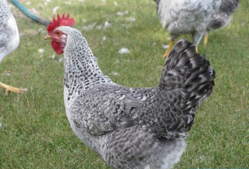 Борковская барвистая цыплята фото и описание