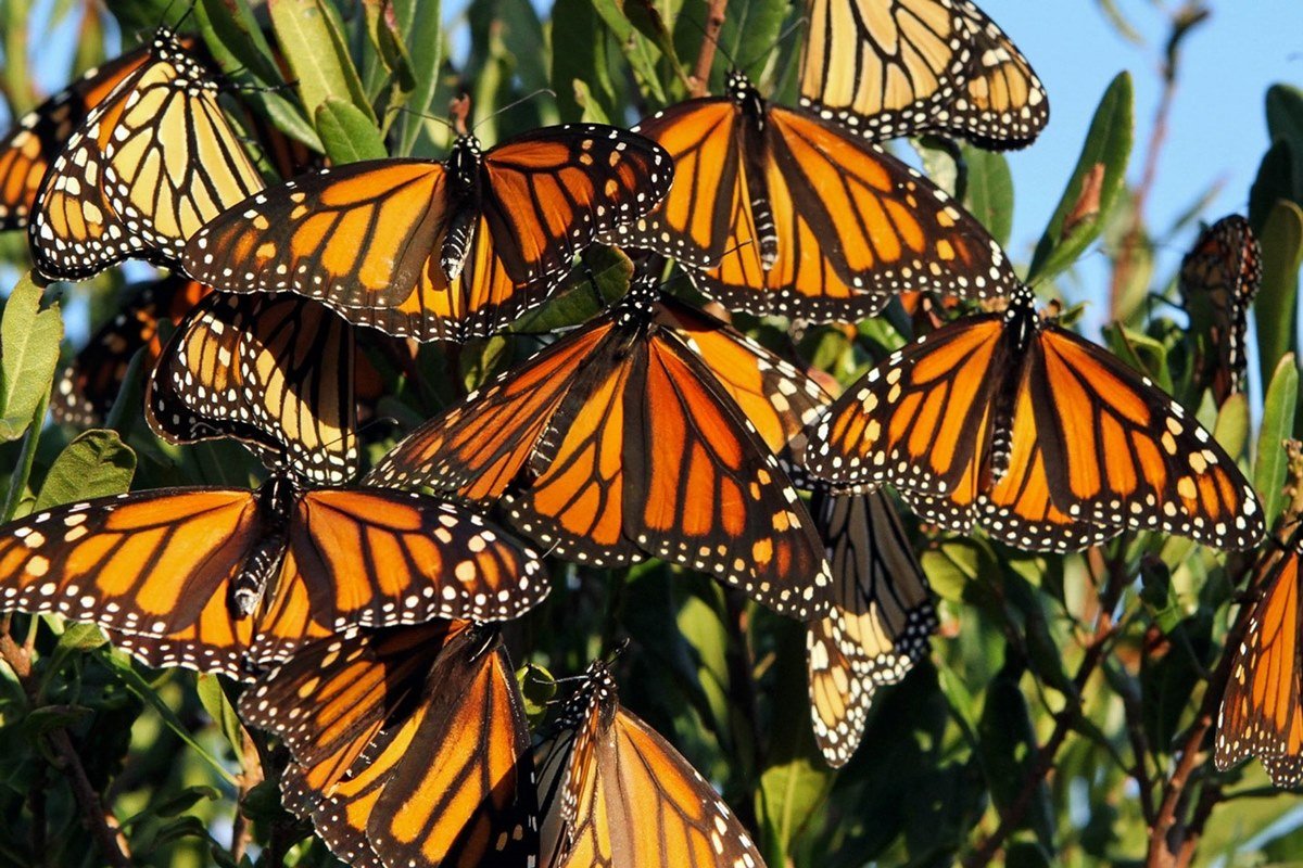 бабочка данаида монарх фото