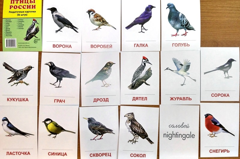 Картинки птиц с названиями. Перелетные птицы карточки. Перелетные птицы карточки для детей. Перелетные и зимующие птицы карточки. Птицы карточки с названиями.