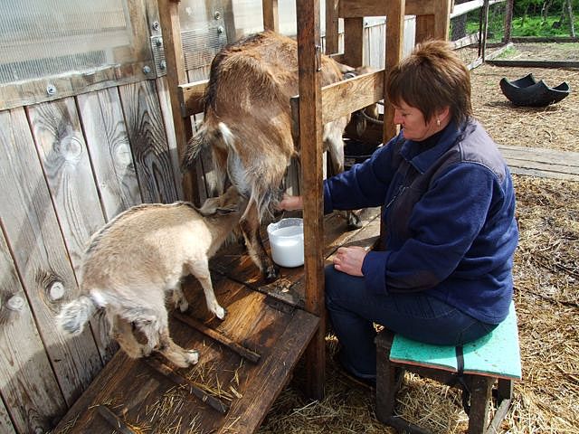 Коза в домашних условиях для начинающих. Станок для дойных коз. Доильный станок для коз. Стойло для козы для доения. Станок для кормления коз.
