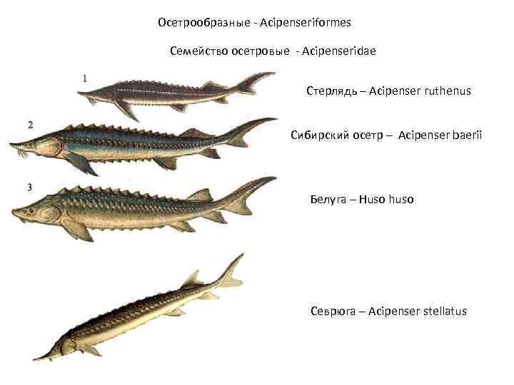 Осетровые и лососевые рыбы. Осетровые Осетрообразные. Речная рыба семейства осетровых. Классификация осетровых рыб схема. Рыба осетровых пород перечень.
