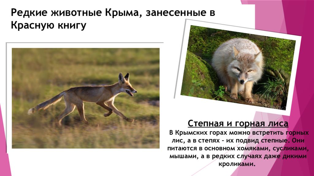 Подковонос летучая мышь. описание, особенности, виды и среда обитания | живность.ру