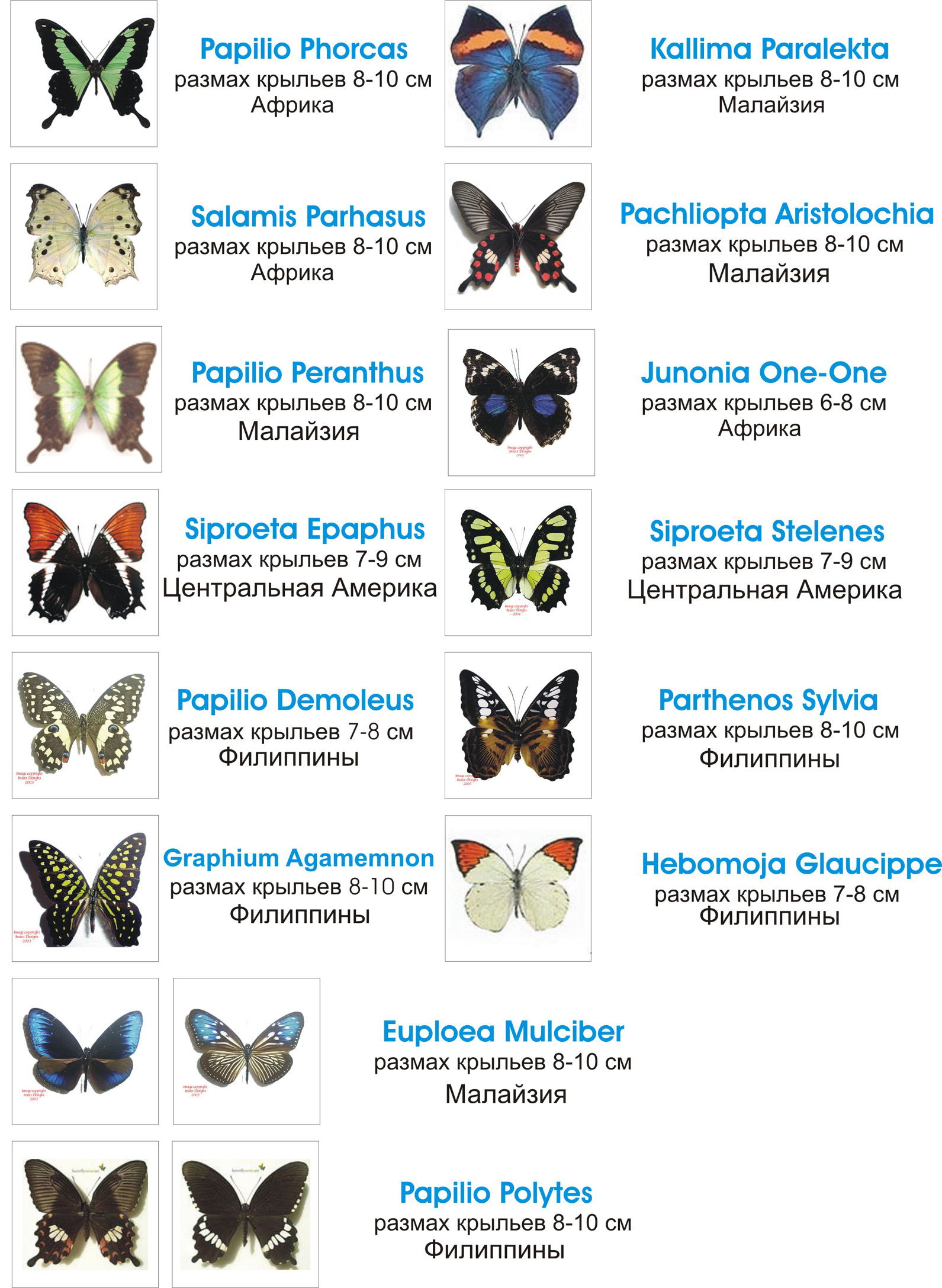 Какие имена бабочек. Бабочки России и их название и описание. Название бабочек. Виды бабочек с названиями. Виды бабочекчек с названиями.