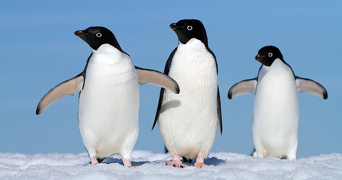 Сообщение о пингвинах - описание, среда обитания и образ жизни