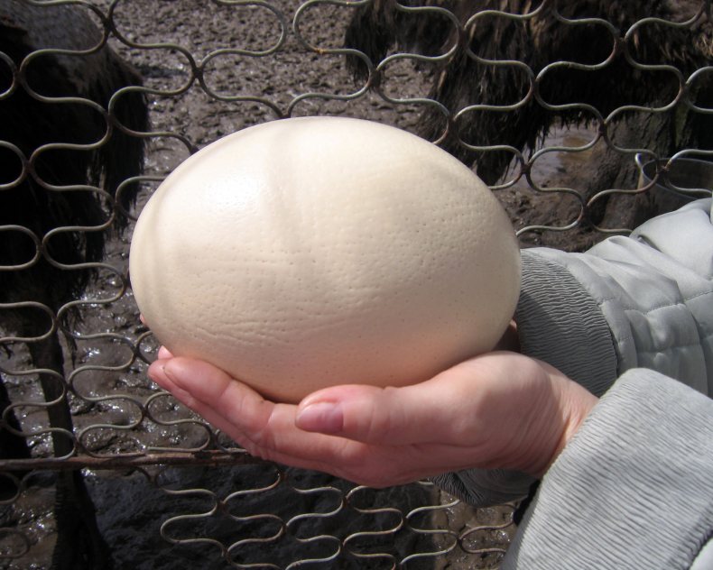 Характеристика и состав страусиного яйца, способы приготовления