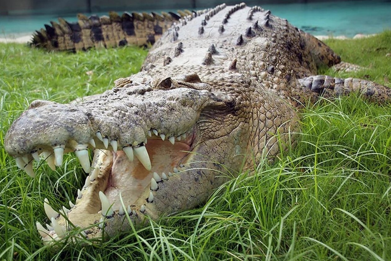Опасные животные россии на английском. Гребнистый крокодил. Нильский и гребнистый крокодил. Морской гребнистый крокодил. Австралийский гребнистый крокодил.