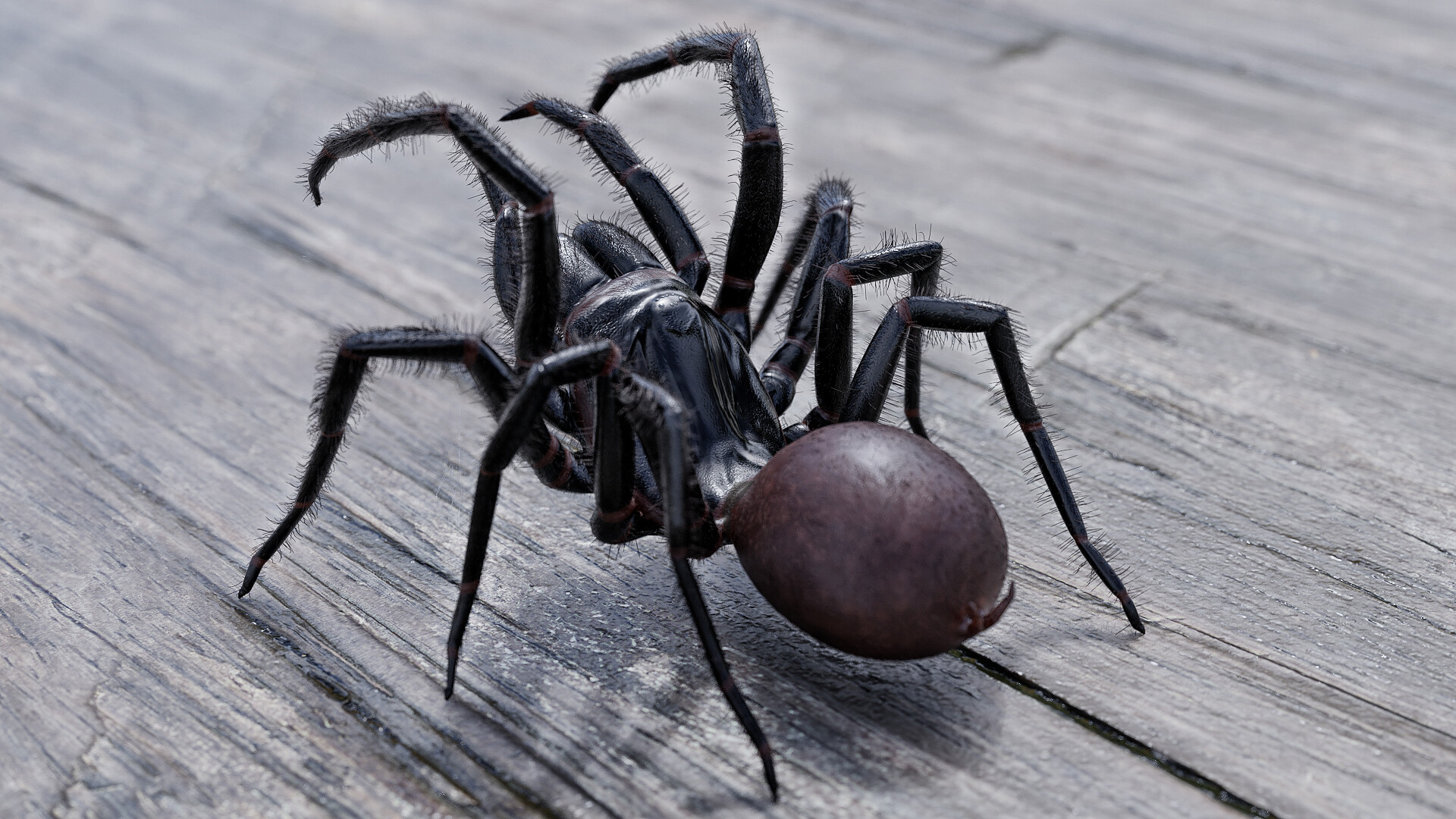 Топ-10 самых опасных пауков в мире