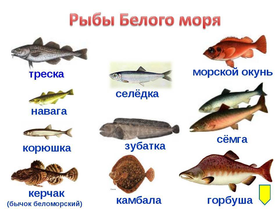 Типы рыб названия. Промысловые рыбы Баренцева моря. Рыба белого моря список. Морские рыбы с названиями для детей. Название промысловых морских рыб.