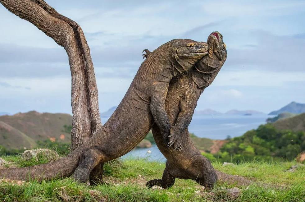 Самая большая ящерица в мире — комодский варан