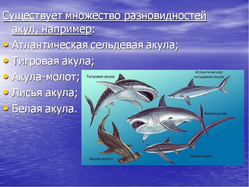 Хрящевые рыбы 5 класс. Акулы презентация. Презентация на тему акулы. Белая акула презентация. Информация о акуле.