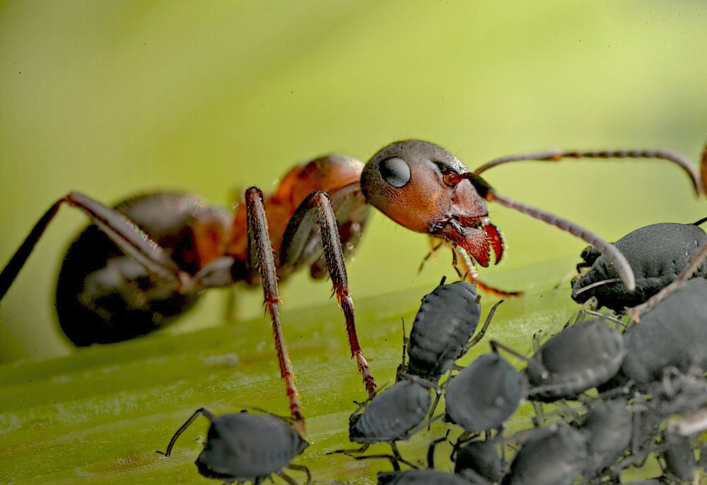 Виды муравьев - фото, названия и описания