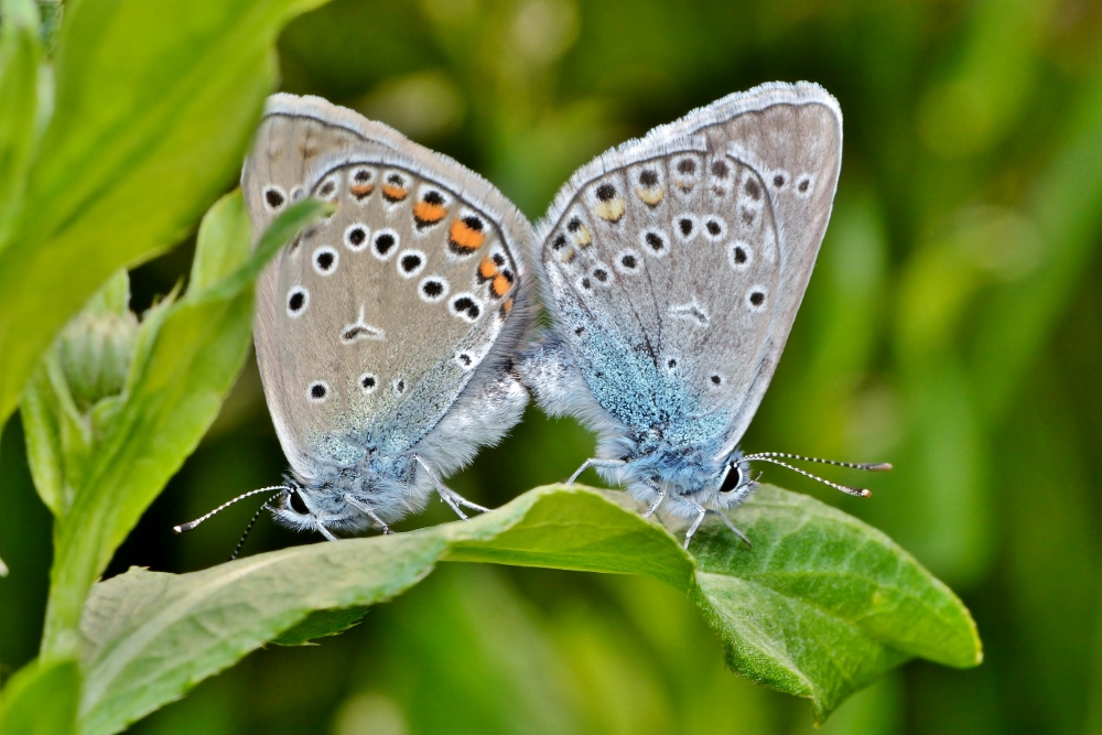 Голубянка бабочка. образ жизни и среда обитания бабочки голубянки