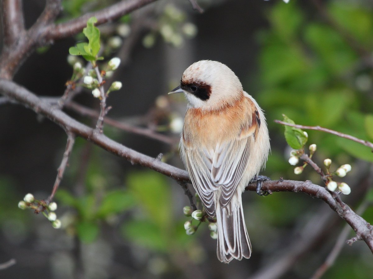 Певчие птицы западной сибири фото и названия
