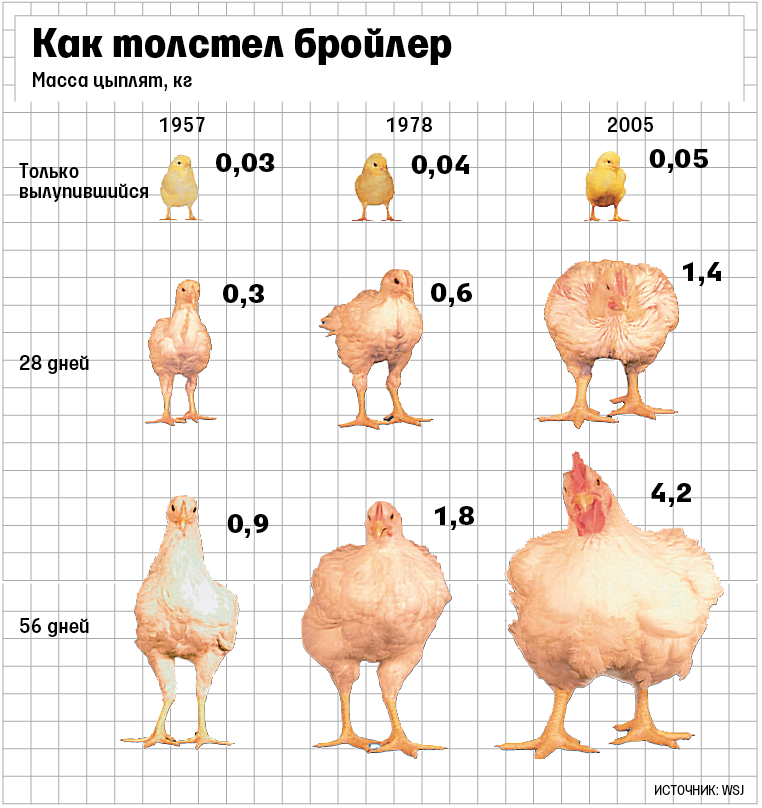 Со скольки месяцев можно цыпленка. Таблица для цыплят бройлеров Кобб 500. Бройлер Cobb 500 порода кур. Вес бройлера Кобб 500. Порода Кобб 500 бройлеры.