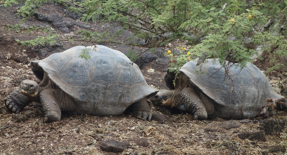 Слоновая черепаха среда обитания. Галапагосские острова черепахи. Галапагосская слоновая черепаха. Слоновая черепаха или Галапагосская черепаха. Слоновьи черепахи с Галапагосских островов.