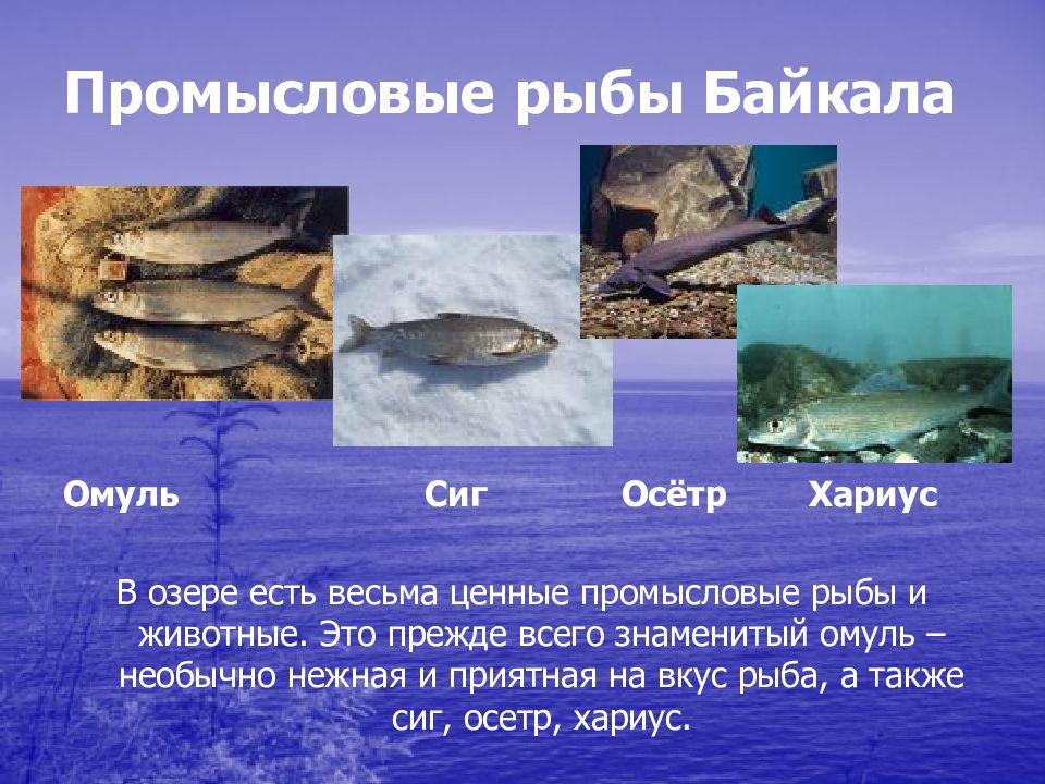 Есть ли в байкале течение. Рыбы Байкала. Промысловые рыбы Байкала. Ценные промысловые рыбы Байкала. Самая известная рыба Байкала.