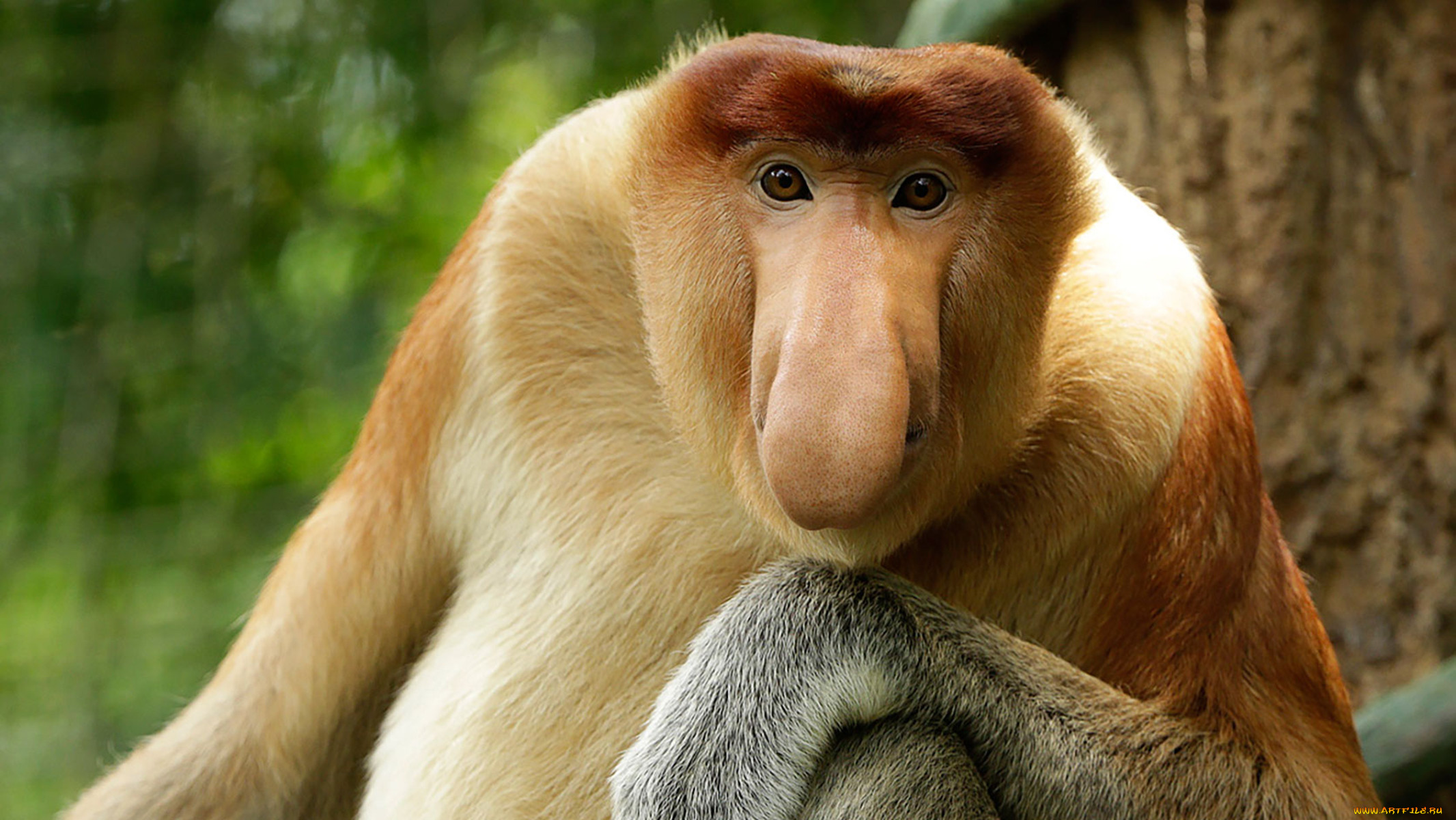 Носач — обезьяна острова борнео: внешний вид, повадки, жизненный цикл