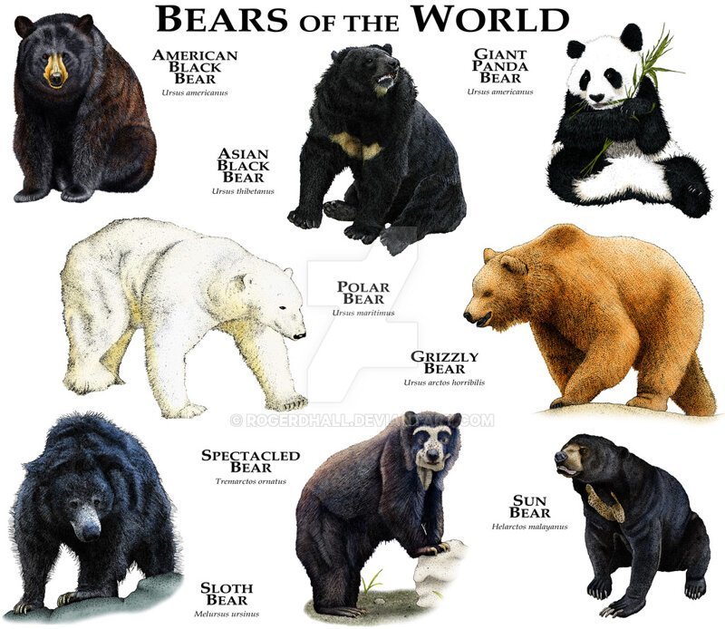 Самые опасные медведи