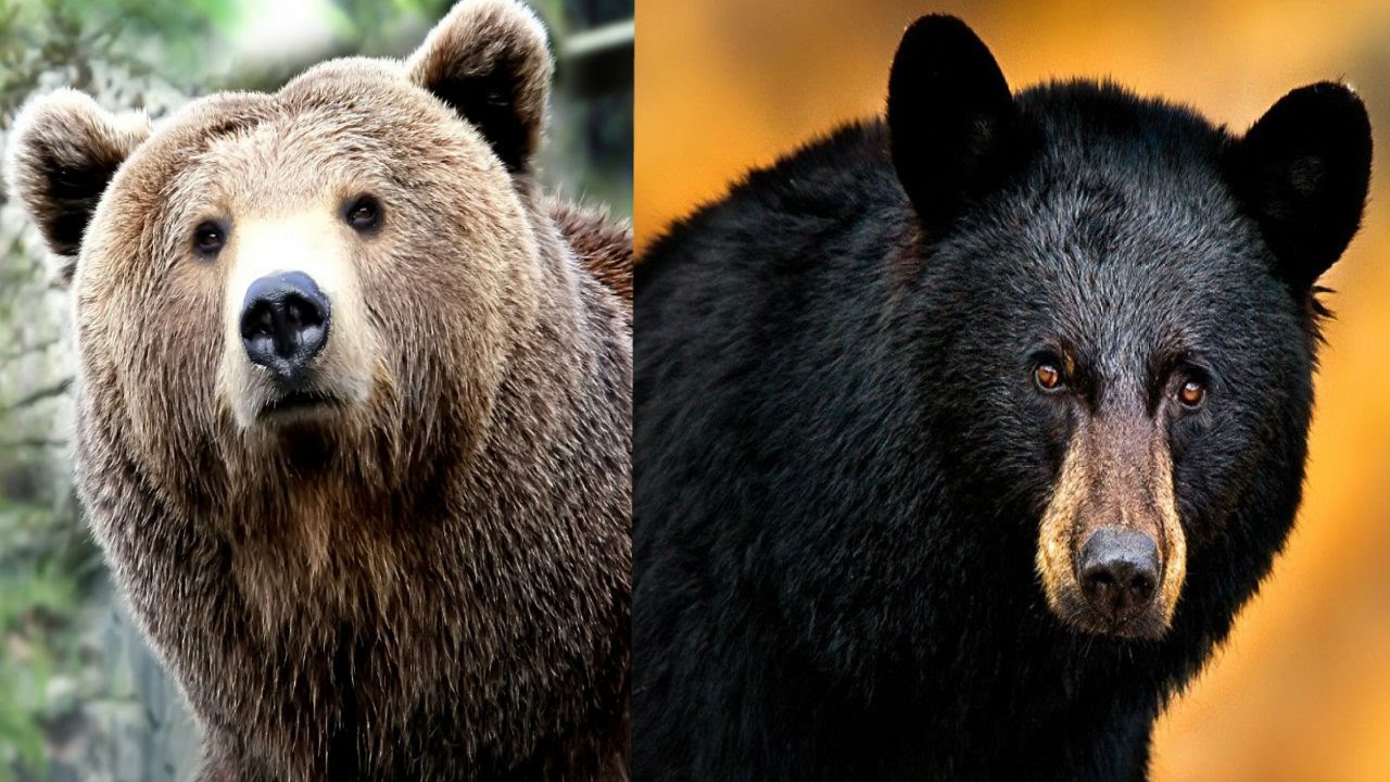 Медведь гризли | мир животных и растений