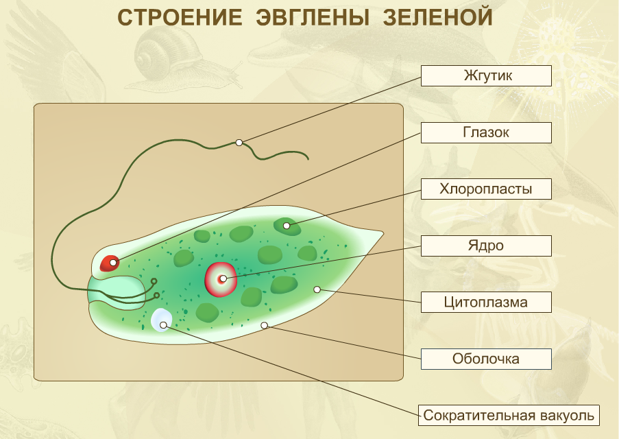 Картинки строение простейших