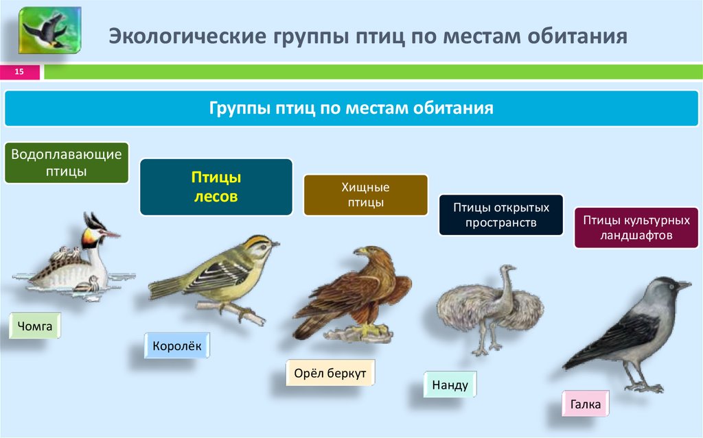 Экологическая группа болот. Экологические группы птиц. Экологическая группа птицы леса. Экологические группы птиц Хищные птицы. Экологические группы лесных птиц.