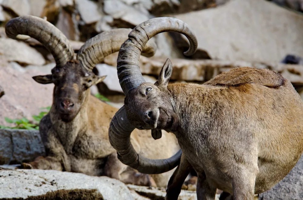 Горные козлы и козы — типология, виды, особенности