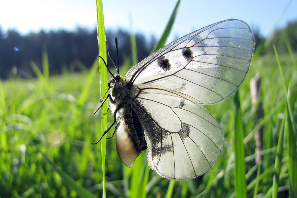 Бабочка капустница – опознать и обезвредить!